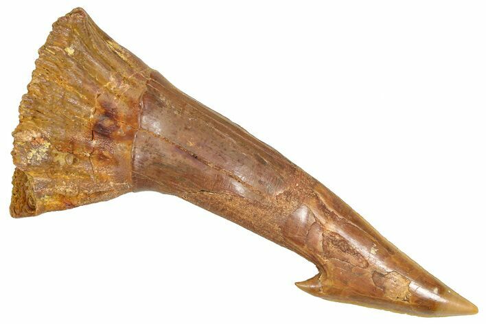 Bargain, Fossil Sawfish (Onchopristis) Rostral Barb - Morocco #366671